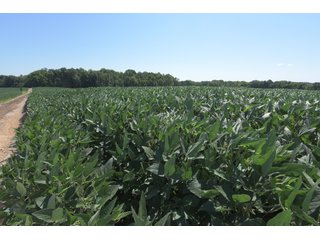 TRACT 9 - LAND AUCTION - 1,193+/- ACRES IN 14 TRACTS IN PIKE & GIBSON COUNTY, INDIANA