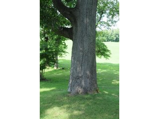 TRACT 4 - REAL ESTATE AUCTION - 2 PRESTIGUOUS HOMES - 66+/- ACRES IN 5 TRACTS IN NOBLE COUNTY, INDIANA