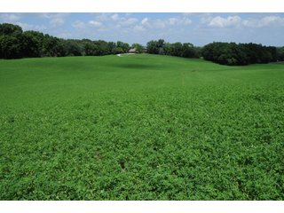TRACT 3 WITH TRACT 2 IN BACKGROUND - REAL ESTATE AUCTION - 2 PRESTIGUOUS HOMES - 66+/- ACRES IN 5 TRACTS IN NOBLE COUNTY, INDIANA