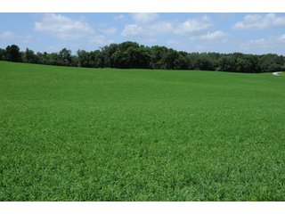 TRACT 3 - REAL ESTATE AUCTION - 2 PRESTIGUOUS HOMES - 66+/- ACRES IN 5 TRACTS IN NOBLE COUNTY, INDIANA