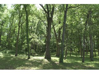 TRACT 4 - REAL ESTATE AUCTION - 2 PRESTIGUOUS HOMES - 66+/- ACRES IN 5 TRACTS IN NOBLE COUNTY, INDIANA