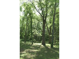 TRACT 4 - REAL ESTATE AUCTION - 2 PRESTIGUOUS HOMES - 66+/- ACRES IN 5 TRACTS IN NOBLE COUNTY, INDIANA