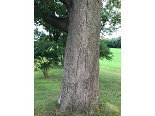TRACT 4 - REAL ESTATE AUCTION - 2 PRESTIGUOUS HOMES - 66+/- ACRES IN 5 TRACTS IN NOBLE COUNTY, INDIANA