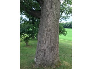 TRACT 4 - REAL ESTATE AUCTION - 2 PRESTIGUOUS HOMES - 66+/- ACRES IN 5 TRACTS IN NOBLE COUNTY, INDIANA