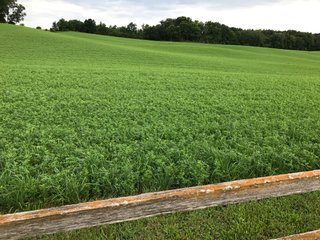 TRACT 3 - REAL ESTATE AUCTION - 2 PRESTIGUOUS HOMES - 66+/- ACRES IN 5 TRACTS IN NOBLE COUNTY, INDIANA