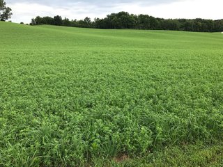 TRACT 3 - REAL ESTATE AUCTION - 2 PRESTIGUOUS HOMES - 66+/- ACRES IN 5 TRACTS IN NOBLE COUNTY, INDIANA