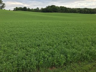 TRACT 3 - REAL ESTATE AUCTION - 2 PRESTIGUOUS HOMES - 66+/- ACRES IN 5 TRACTS IN NOBLE COUNTY, INDIANA