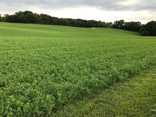 TRACT 3 - REAL ESTATE AUCTION - 2 PRESTIGUOUS HOMES - 66+/- ACRES IN 5 TRACTS IN NOBLE COUNTY, INDIANA