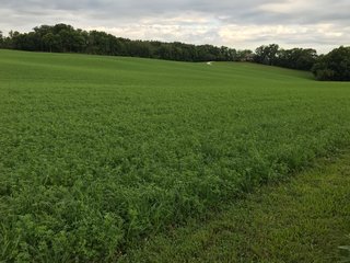 TRACT 3 - REAL ESTATE AUCTION - 2 PRESTIGUOUS HOMES - 66+/- ACRES IN 5 TRACTS IN NOBLE COUNTY, INDIANA