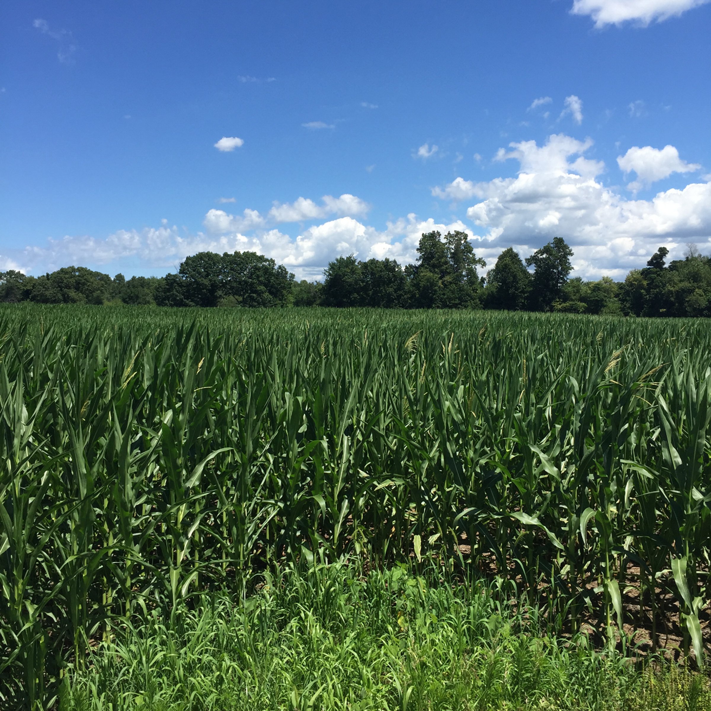 Property photo 6 - LAND AUCTION - 87+/- ACRES IN 1 TRACT IN CASS COUNTY, MICHIGAN