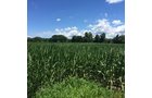 Property photo 6 - LAND AUCTION - 87+/- ACRES IN 1 TRACT IN CASS COUNTY, MICHIGAN