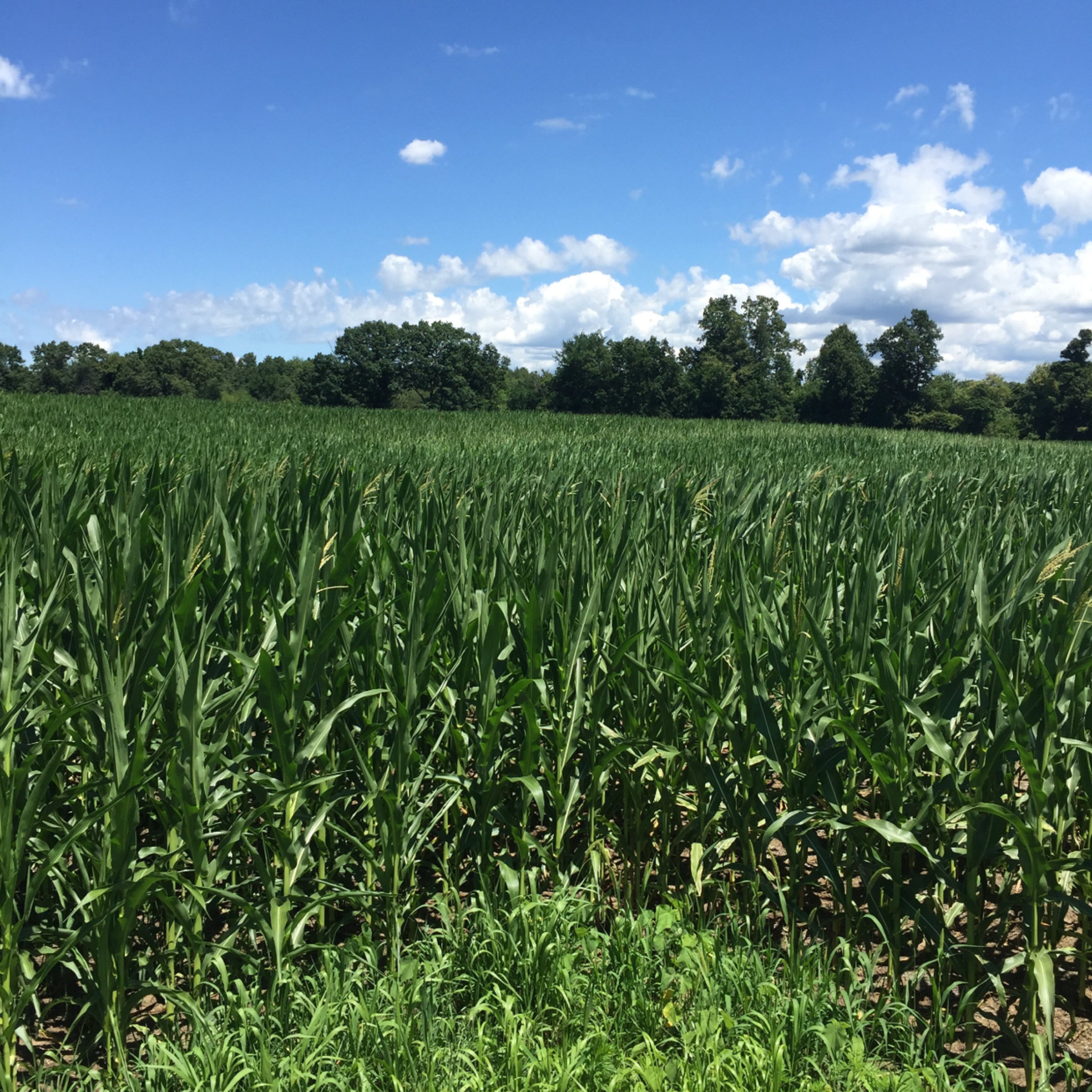 Property photo 18 - LAND AUCTION - 87+/- ACRES IN 1 TRACT IN CASS COUNTY, MICHIGAN
