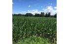 Property photo 18 - LAND AUCTION - 87+/- ACRES IN 1 TRACT IN CASS COUNTY, MICHIGAN