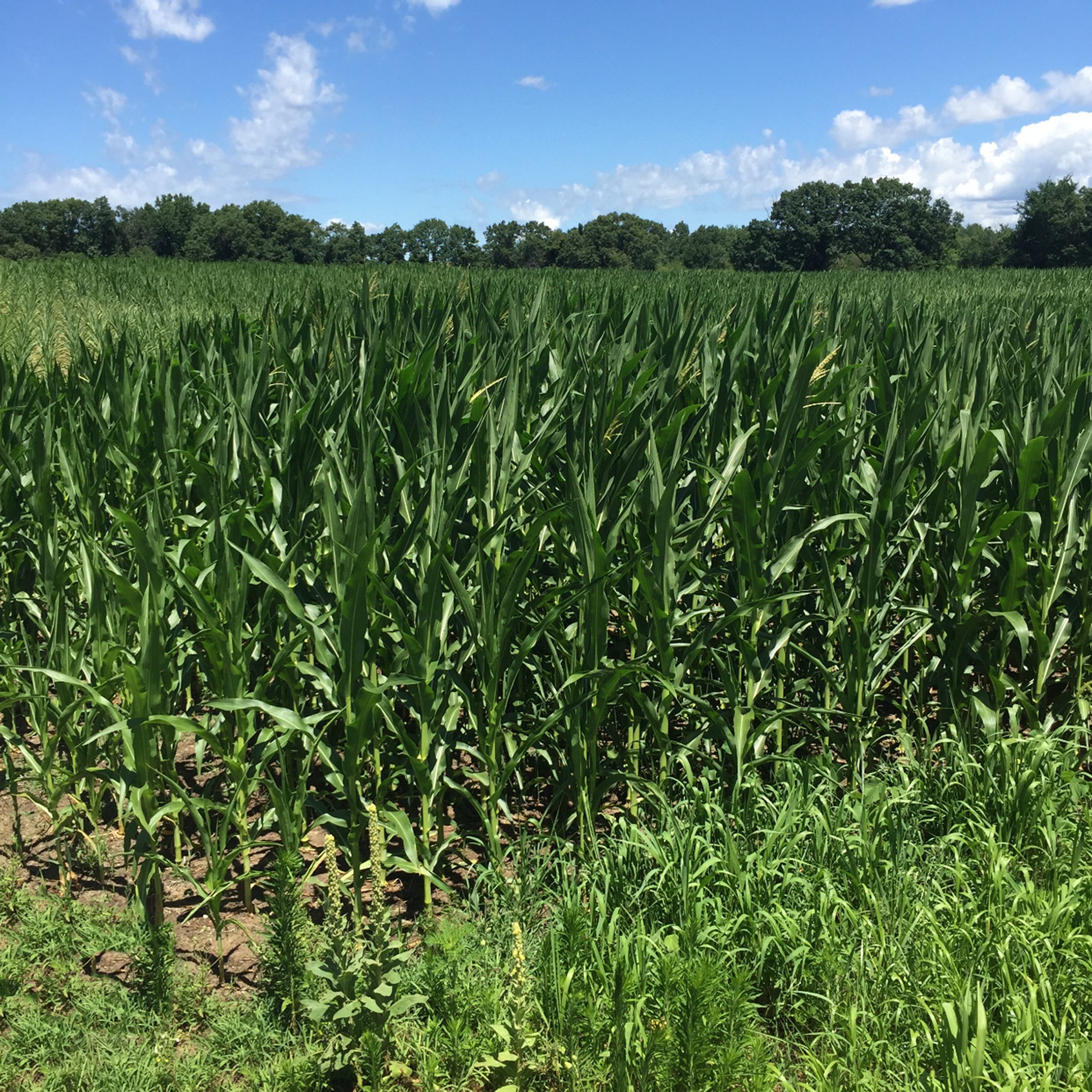 Property photo 7 - LAND AUCTION - 87+/- ACRES IN 1 TRACT IN CASS COUNTY, MICHIGAN