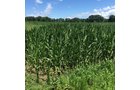 Property photo 7 - LAND AUCTION - 87+/- ACRES IN 1 TRACT IN CASS COUNTY, MICHIGAN