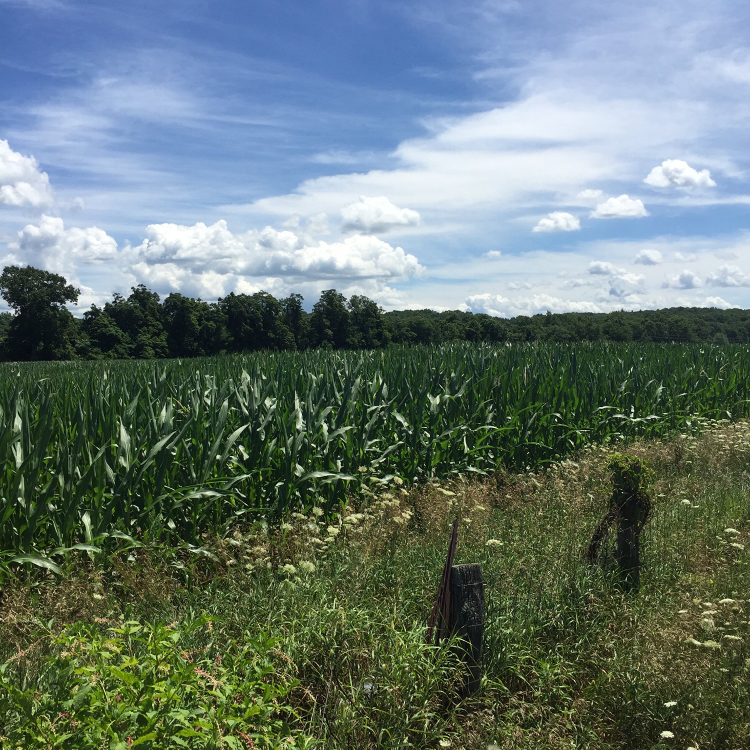 Property photo 17 - LAND AUCTION - 87+/- ACRES IN 1 TRACT IN CASS COUNTY, MICHIGAN