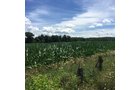 Property photo 17 - LAND AUCTION - 87+/- ACRES IN 1 TRACT IN CASS COUNTY, MICHIGAN