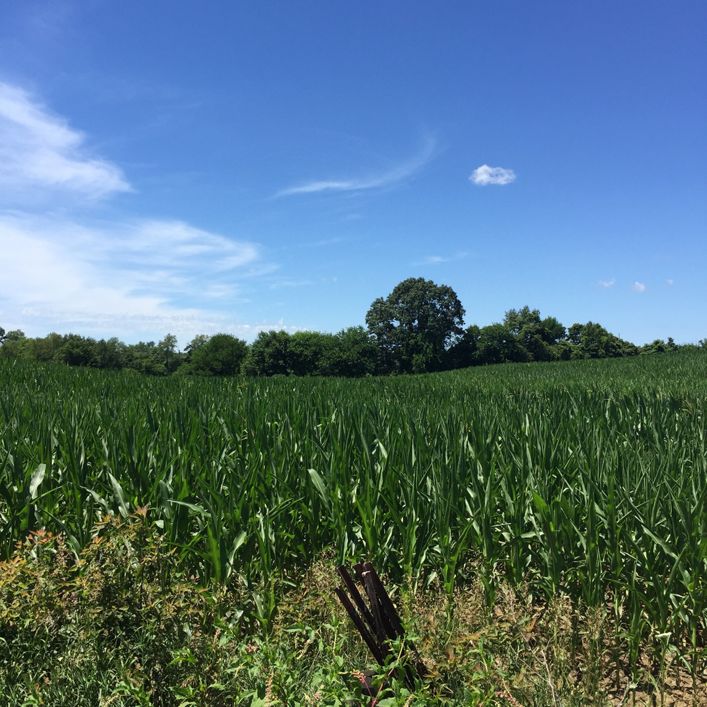 Property photo 13 - LAND AUCTION - 87+/- ACRES IN 1 TRACT IN CASS COUNTY, MICHIGAN