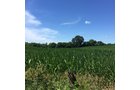 Property photo 13 - LAND AUCTION - 87+/- ACRES IN 1 TRACT IN CASS COUNTY, MICHIGAN