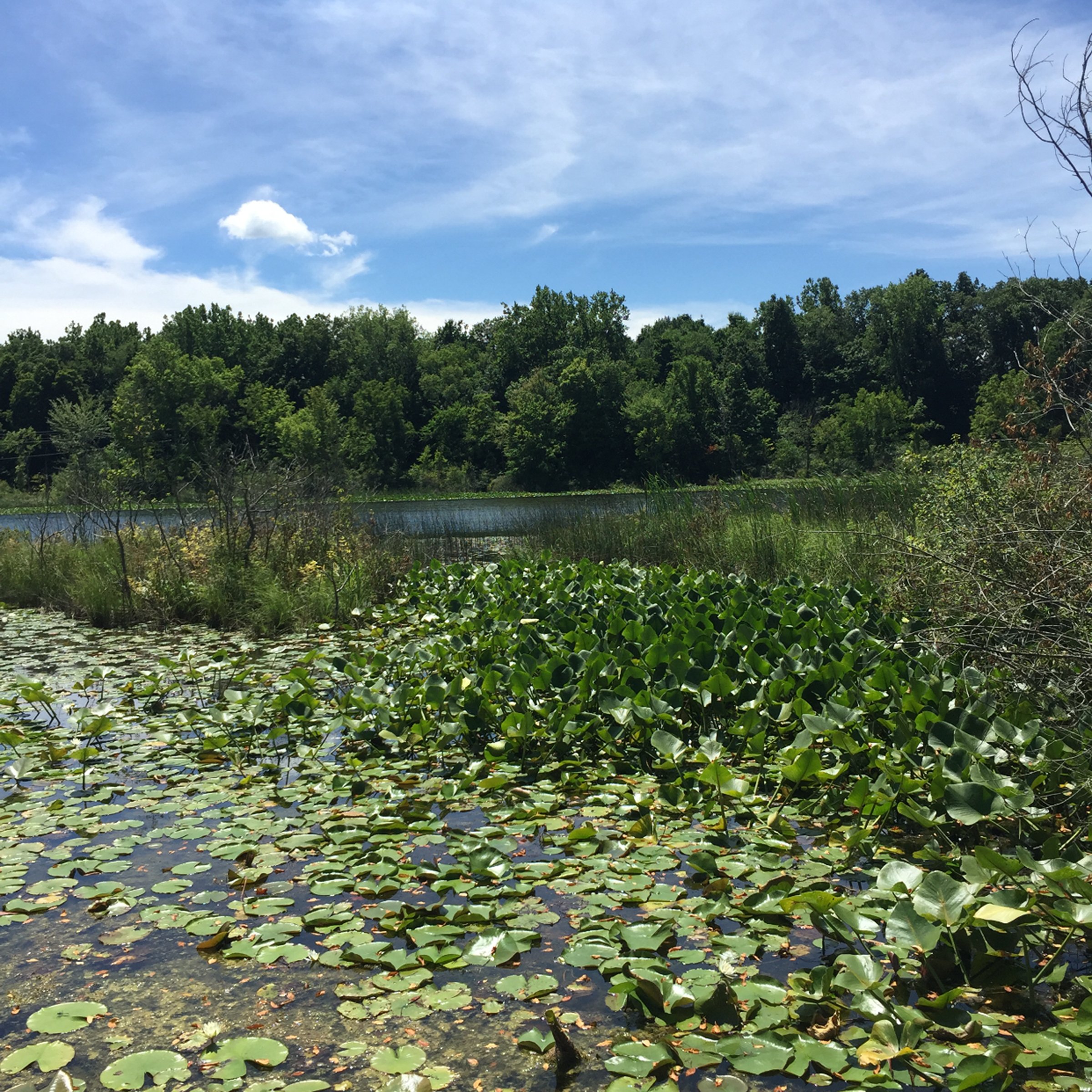 Property photo 10 - LAND AUCTION - 87+/- ACRES IN 1 TRACT IN CASS COUNTY, MICHIGAN