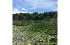 Property photo 10 - LAND AUCTION - 87+/- ACRES IN 1 TRACT IN CASS COUNTY, MICHIGAN