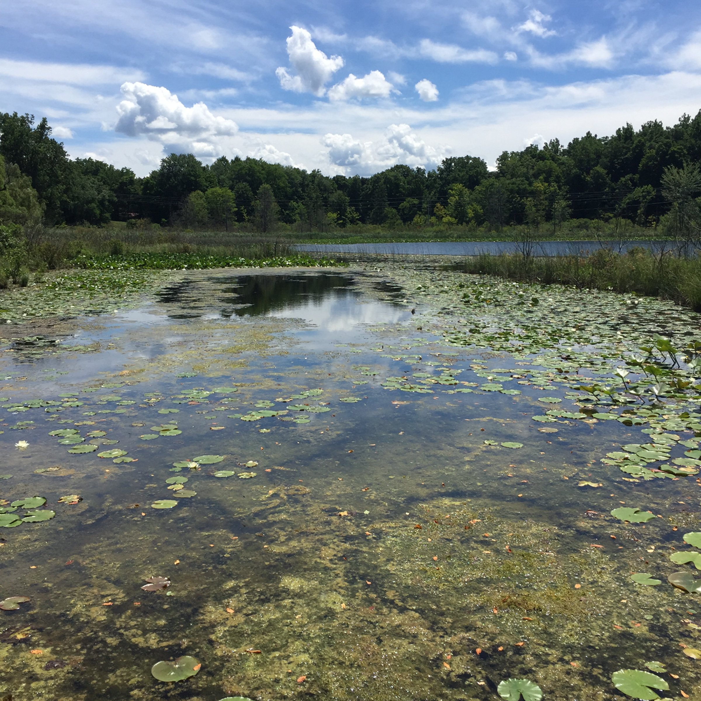 Property photo 14 - LAND AUCTION - 87+/- ACRES IN 1 TRACT IN CASS COUNTY, MICHIGAN