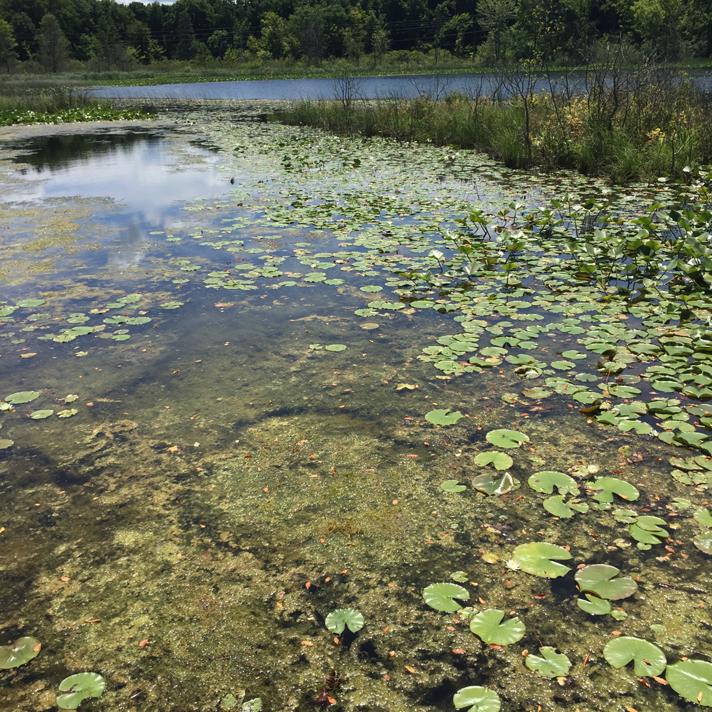 Property photo 12 - LAND AUCTION - 87+/- ACRES IN 1 TRACT IN CASS COUNTY, MICHIGAN