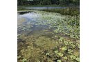 Property photo 12 - LAND AUCTION - 87+/- ACRES IN 1 TRACT IN CASS COUNTY, MICHIGAN