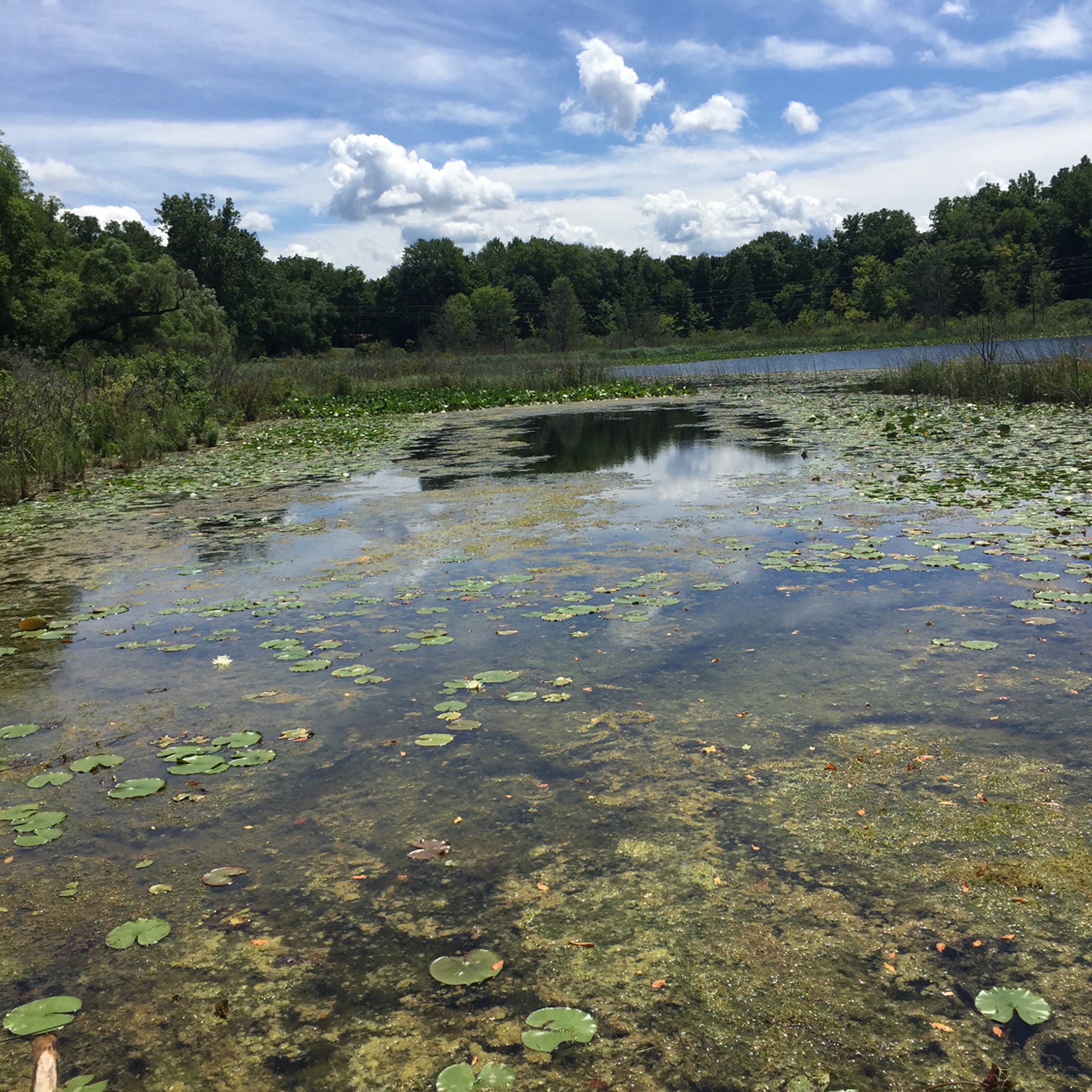 Property photo 16 - LAND AUCTION - 87+/- ACRES IN 1 TRACT IN CASS COUNTY, MICHIGAN