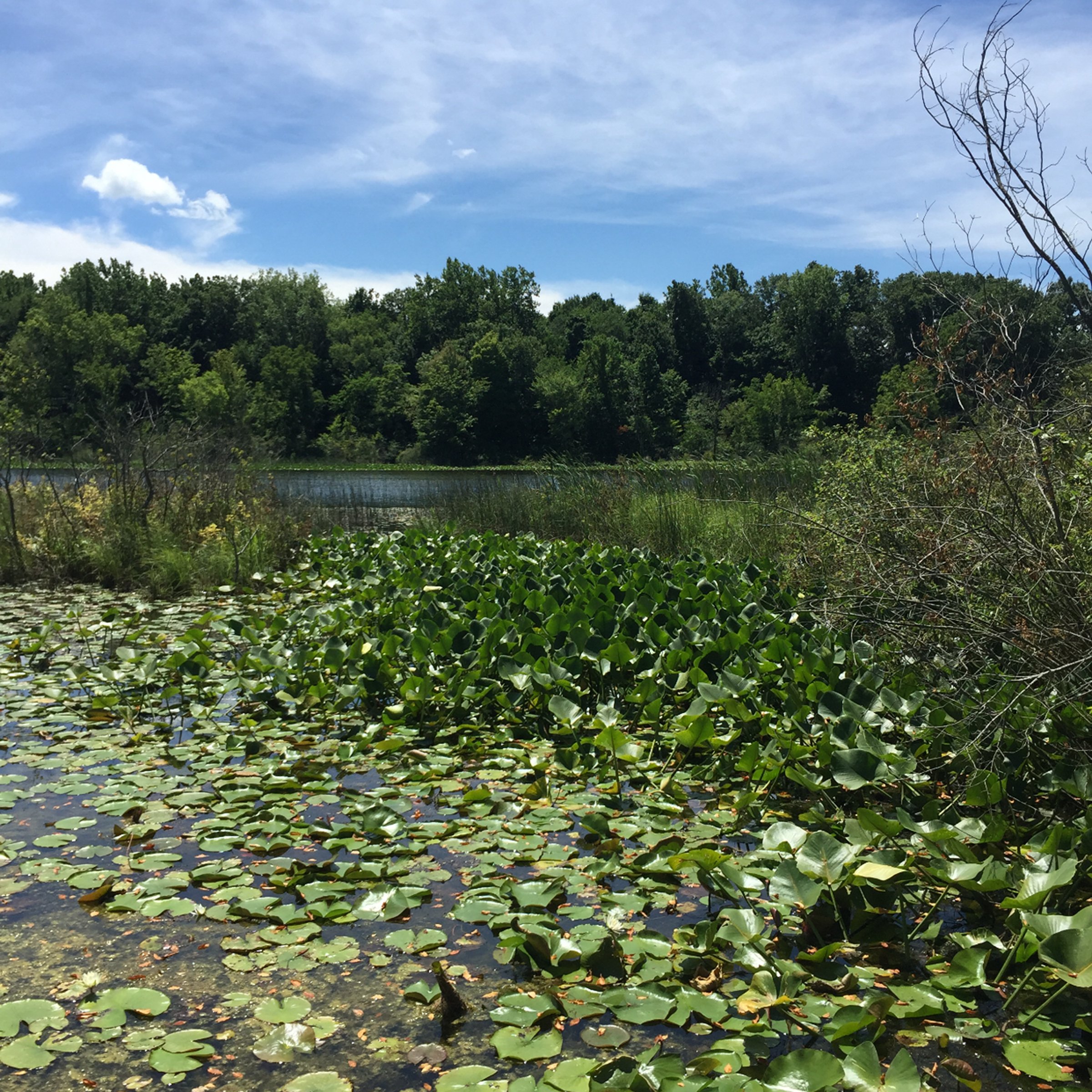Property photo 3 - LAND AUCTION - 87+/- ACRES IN 1 TRACT IN CASS COUNTY, MICHIGAN