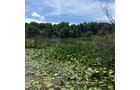 Property photo 3 - LAND AUCTION - 87+/- ACRES IN 1 TRACT IN CASS COUNTY, MICHIGAN