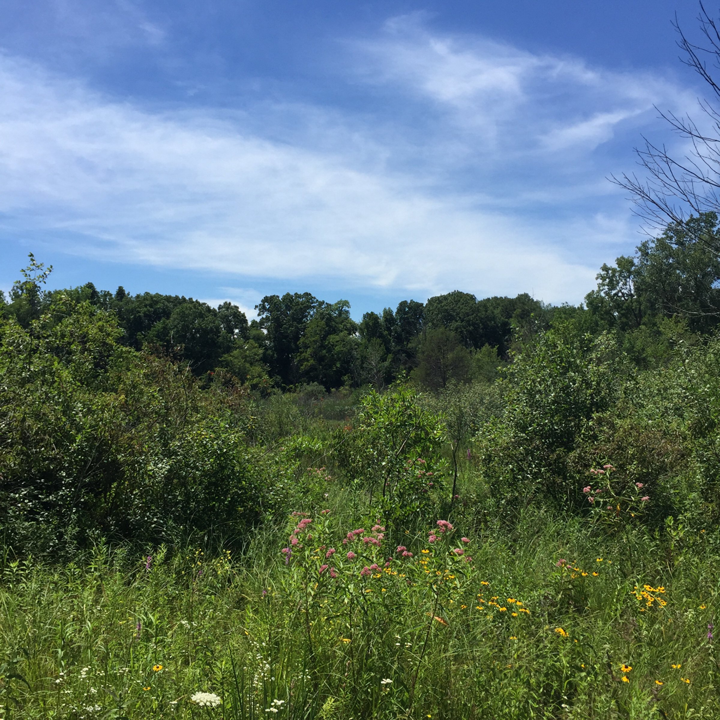 Property photo 1 - LAND AUCTION - 87+/- ACRES IN 1 TRACT IN CASS COUNTY, MICHIGAN