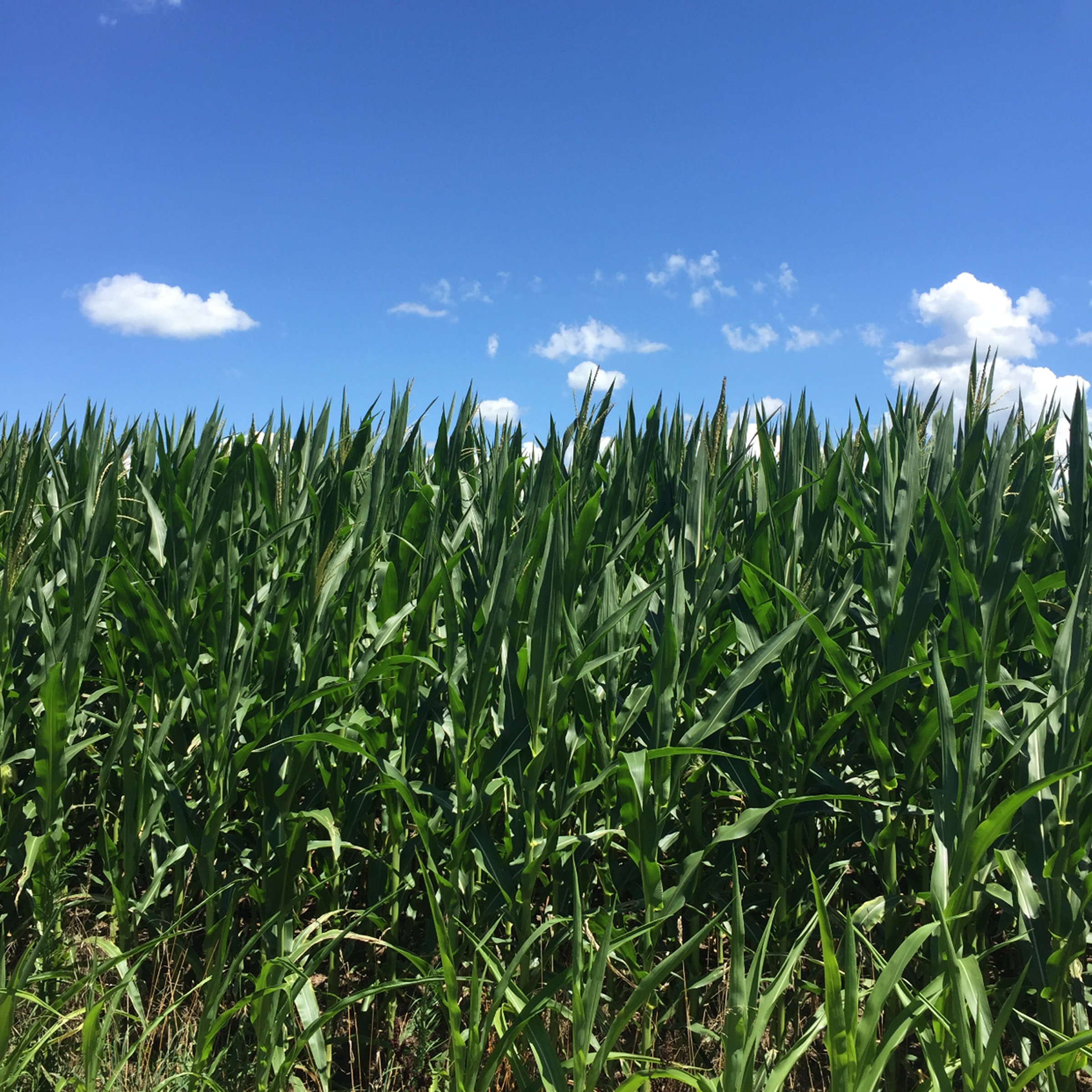 Property photo 5 - LAND AUCTION - 87+/- ACRES IN 1 TRACT IN CASS COUNTY, MICHIGAN