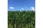 Property photo 5 - LAND AUCTION - 87+/- ACRES IN 1 TRACT IN CASS COUNTY, MICHIGAN