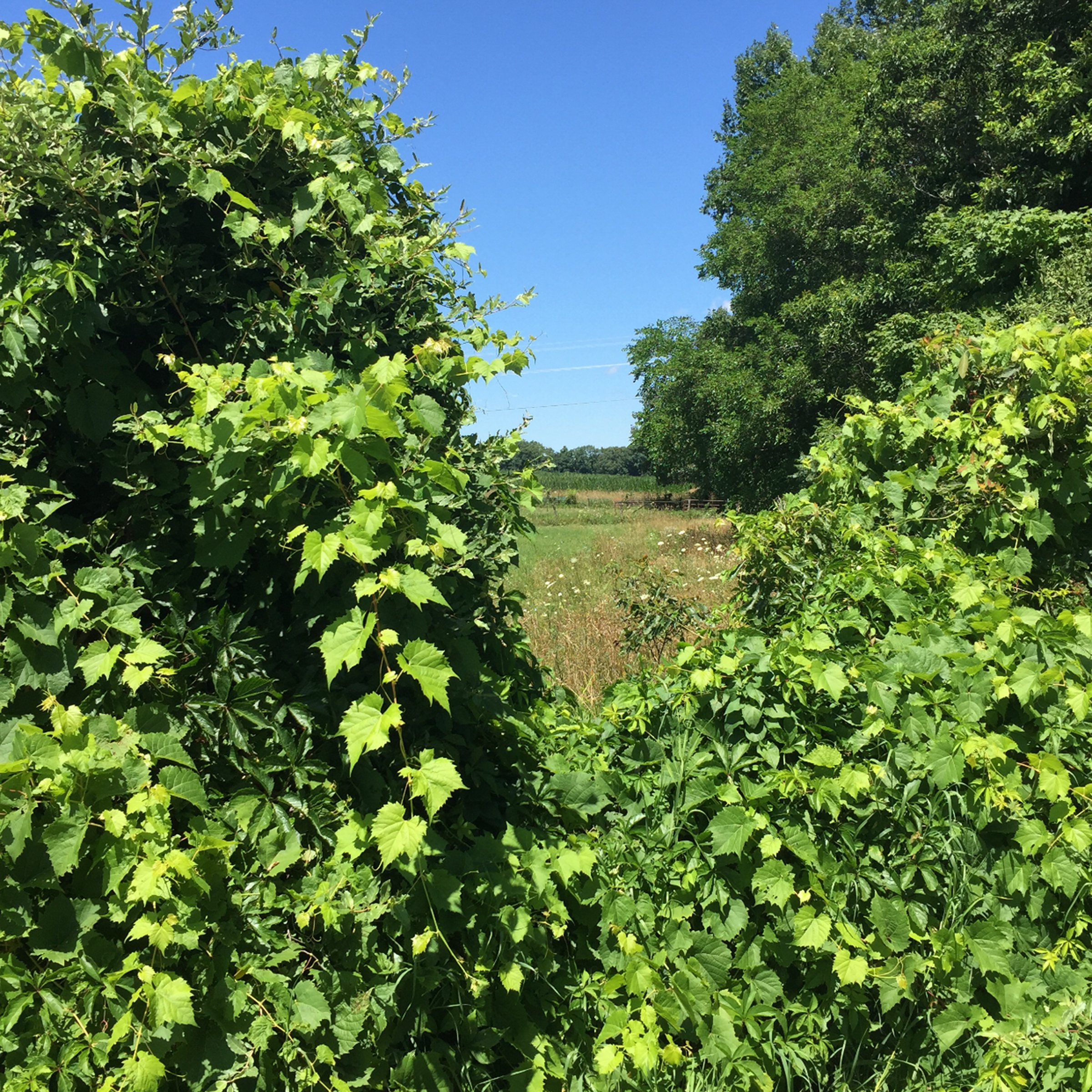 Property photo 4 - LAND AUCTION - 87+/- ACRES IN 1 TRACT IN CASS COUNTY, MICHIGAN