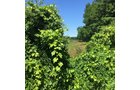 Property photo 4 - LAND AUCTION - 87+/- ACRES IN 1 TRACT IN CASS COUNTY, MICHIGAN