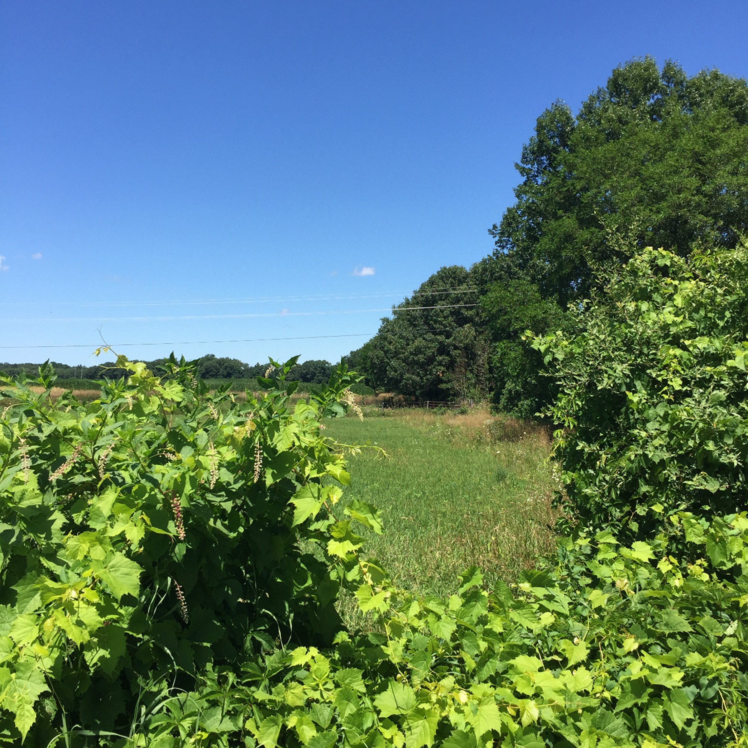 Property photo 2 - LAND AUCTION - 87+/- ACRES IN 1 TRACT IN CASS COUNTY, MICHIGAN