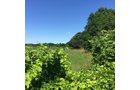 Property photo 2 - LAND AUCTION - 87+/- ACRES IN 1 TRACT IN CASS COUNTY, MICHIGAN