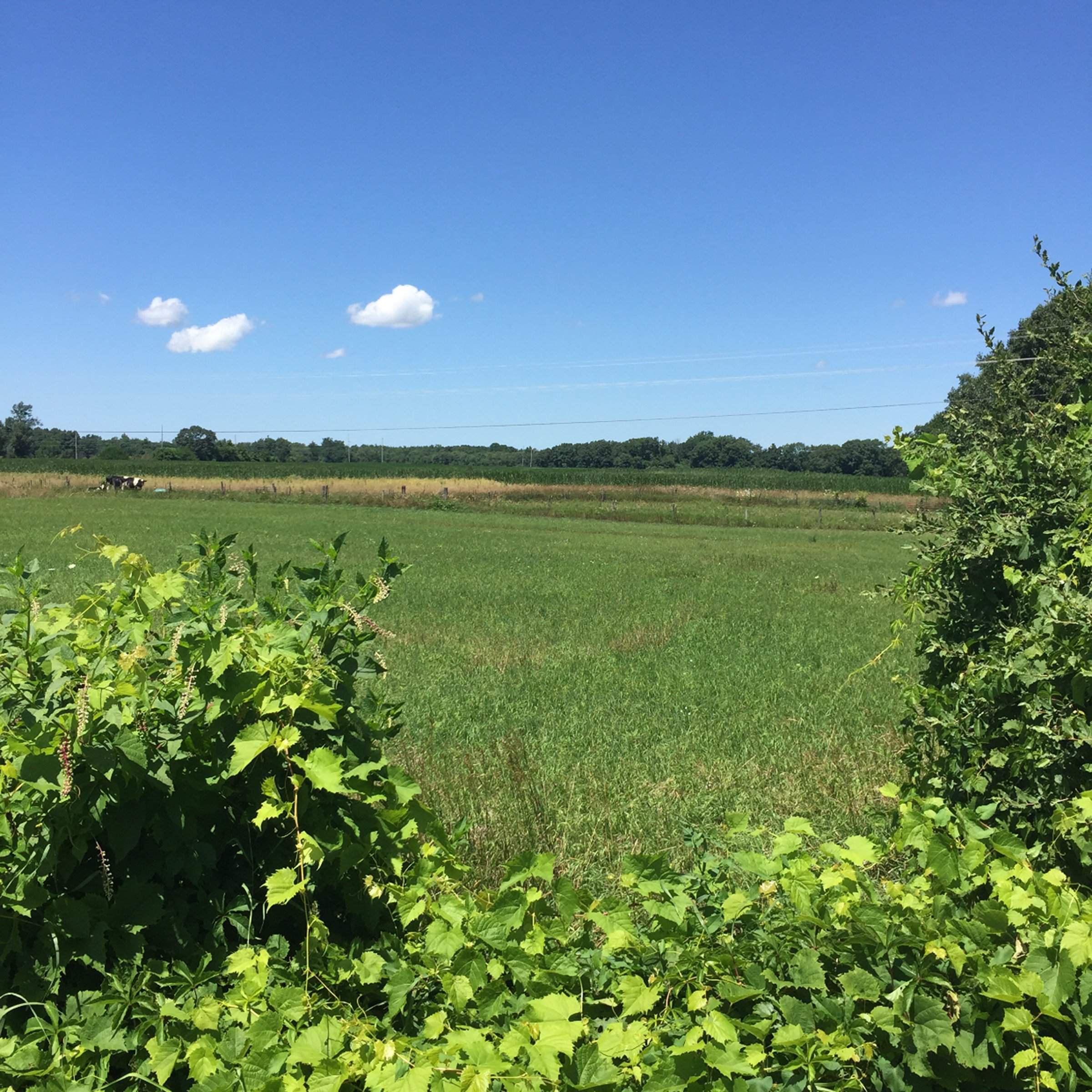Property photo 9 - LAND AUCTION - 87+/- ACRES IN 1 TRACT IN CASS COUNTY, MICHIGAN