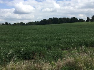 Property photo 21 - REAL ESTATE AUCTION - 116.5+/- ACRES IN 9 TRACTS WITH 2 FARMS IN NOBLE COUNTY, INDIANA