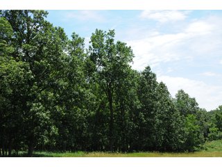 Property photo 18 - REAL ESTATE AUCTION - 26.61+/- ACRES IN NOBLE COUNTY, INDIANA