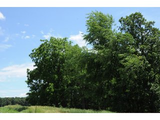 Property photo 30 - REAL ESTATE AUCTION - 26.61+/- ACRES IN NOBLE COUNTY, INDIANA