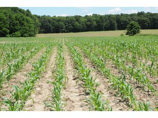 Property photo 37 - REAL ESTATE AUCTION - 26.61+/- ACRES IN NOBLE COUNTY, INDIANA