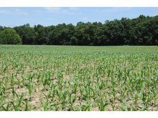 Property photo 35 - REAL ESTATE AUCTION - 26.61+/- ACRES IN NOBLE COUNTY, INDIANA