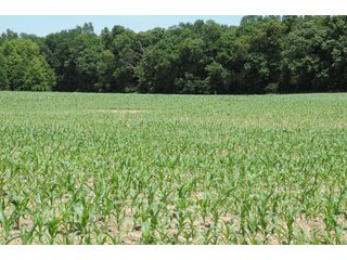 Property photo 38 - REAL ESTATE AUCTION - 26.61+/- ACRES IN NOBLE COUNTY, INDIANA