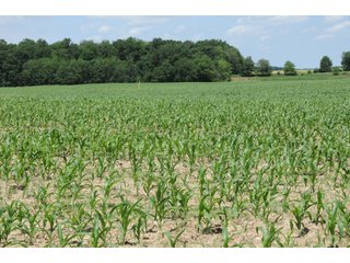 Property photo 39 - REAL ESTATE AUCTION - 26.61+/- ACRES IN NOBLE COUNTY, INDIANA
