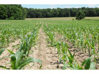Property photo 33 - REAL ESTATE AUCTION - 26.61+/- ACRES IN NOBLE COUNTY, INDIANA
