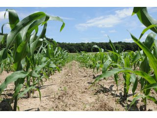 Property photo 32 - REAL ESTATE AUCTION - 26.61+/- ACRES IN NOBLE COUNTY, INDIANA