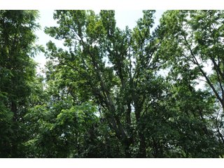 Property photo 26 - REAL ESTATE AUCTION - 26.61+/- ACRES IN NOBLE COUNTY, INDIANA