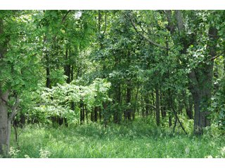 Property photo 16 - REAL ESTATE AUCTION - 26.61+/- ACRES IN NOBLE COUNTY, INDIANA